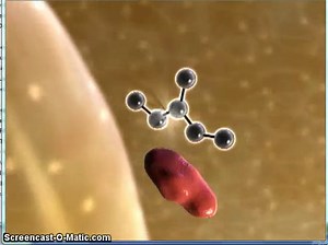 BioFlix Cellular Respiration Video