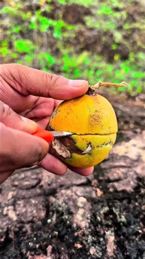 Garcinia Fruit Cutting