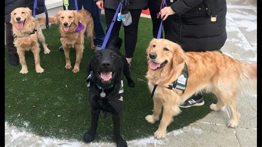 How therapy dogs are comforting workers at University Hospitals and Cleveland Clinic