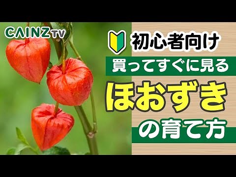 【基本】ほおずきの育て方（鬼灯 ホオズキ栽培）｜別名:カガチ, ヌカヅキ 【カインズ】