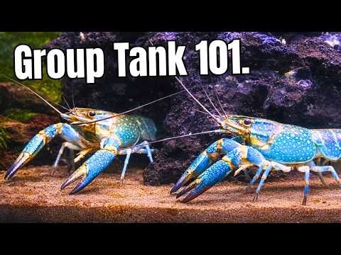 Keeping Multiple Crayfish Together: The 4 Basics