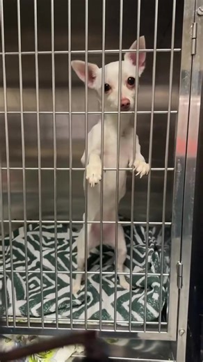 Adopt a Rescue Dog: Bring Joy to Your Home