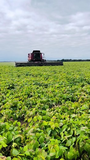 #campoargentino🌱🌾🌻🐮🐂