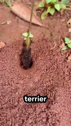 🐜 Comment les fourmis de feu délogent les insectes cachés ?#fourmis #insectes #nature