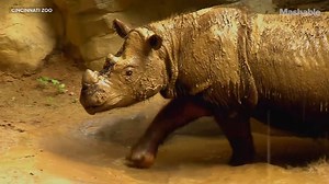 119K views · 720 reactions | The Sumatran rhino population is estimated to be less than 100 left in the world. | Mashable | Facebook