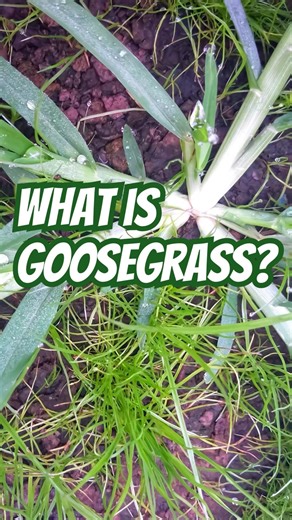 What is Goosegrass? | DoMyOwn.com
