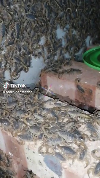 Understanding Scorpions: Behavior and Habitat Insights