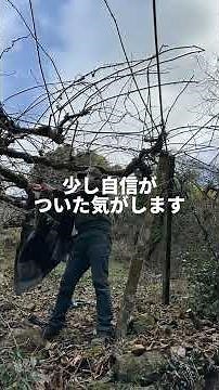 【作業動画】キウイの収穫後はひたすら剪定します🪾 #農業 #農家 #新規就農 #ショート #キウイ #剪定