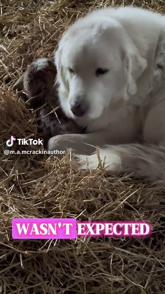 Cute Baby Goats and Great Pyrenees Dogs on the Farm