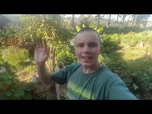 How to use horse manure in the garden