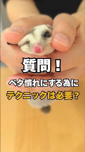 【質問】モモンガをベタ慣れにするのに触り方のテクニックは必要？