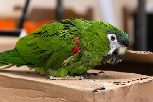 Safe Paper For Birds: A Helpful Guide   Table! - Birding Outdoors