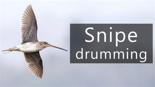 The crazy sounds of Snipes | George Vlad