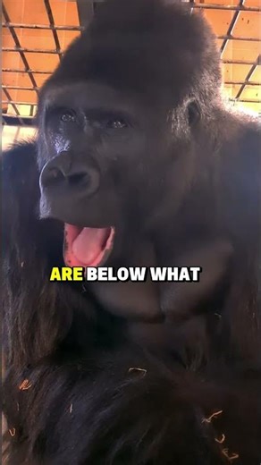 Did You Know Gorillas Hum Secret Messages?