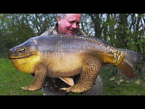 10 Mutant Fish Taking Over Waters Around the World