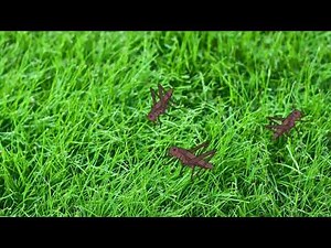 Live Cockroaches + Cat Interactive Screen 🦗🌱 - 1 hour