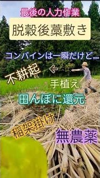 田んぼに還元『脱穀後の藁敷き』不耕起、手植え、除草、稲架掛自然米 無農薬だからこその生き物との共生米作り最後の工程間もなく終了！