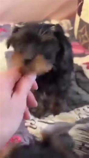 3.6K views · 24 reactions | Hello everyone I have lovely teacup...