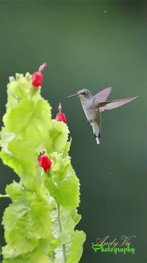 Shooting Hummer Photos