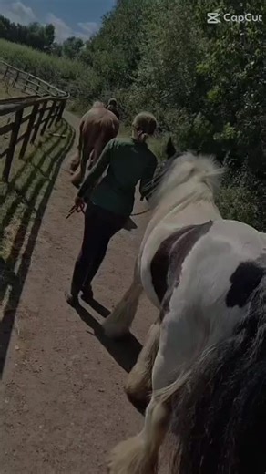 #lovehorses #horse #equestrain #horseriding #ponylove #pony