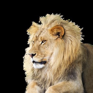 Caméra Explora - En direct du Zoo de Granby - ICI EXPLORA