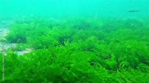 Underwater world, small fish (Atherina pontica) over green algae (Enteromorpha intestinalis) catching food from zooplankton in clear water, Black Sea.