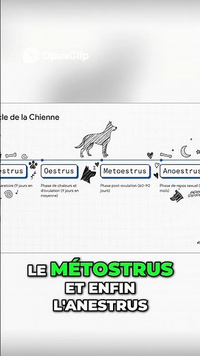 🔄 Les 4 phases du cycle de la chienne (explication) #thedogcorner
