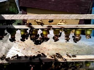 Стартер| Вывод маток| Приём личинок 03.05.17| Система "Никот" Китай