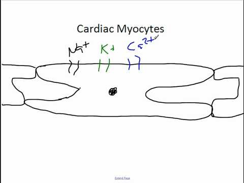 Cardiac Syncytium and Electrophysiology.wmv