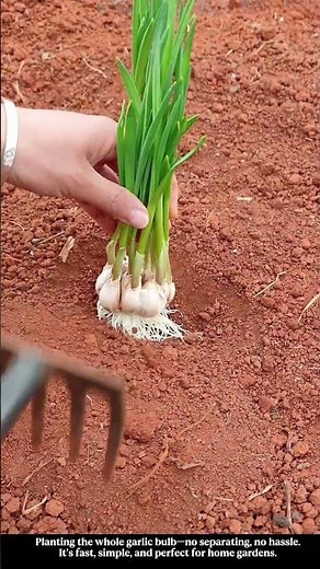 Planting a Whole Garlic Bulb at Once | Simple Farming Trick #farming