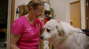 Being a vet is not just playing with puppies all day, you have to have grit, and you have to have heart. Dr. Shannon’s job is to keep animals safe and healthy. | 365 Days of Love