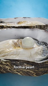 How Do Oysters Make Pearls? 🤔 | Zack D. Films