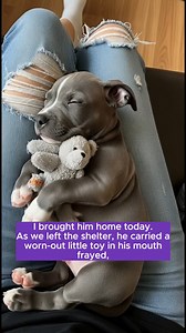 I brought him home today. As we left the shelter, he carried a worn-out little toy in his mouth frayed, torn, barely holding together. It wasn’t just something to chew on. It was the only thing that ever made him feel okay. He still keeps it close. He’s a blue-gray pit bull puppy with eyes that look older than they should be. You can see his past in the way he folds himself small, in the way sudden noises make his body tense, in the quiet shakes that come and go without warning. Some moments, he