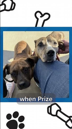 Pets for adoption: Meet Prize and Award