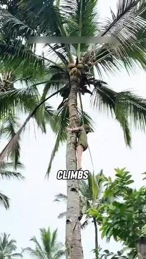 Ways to Climb a Coconut Tree — Tradition vs Innovation