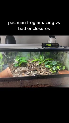 Pacman Frog Care Guide and Setup Tips