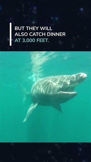 Basking sharks dive deeper than we thought!