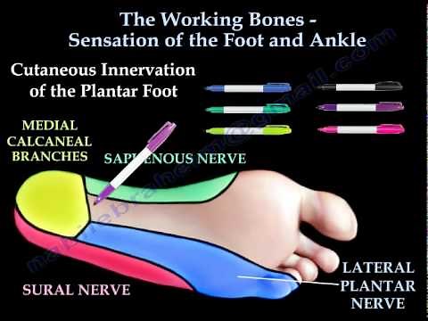 Sensory examination of the Foot And Ankle - Everything You Need To Know - Dr. Nabil Ebraheim