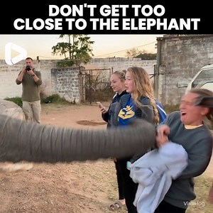 This girl got way too close to this elephant! 😳😱 ViralHog | IGV