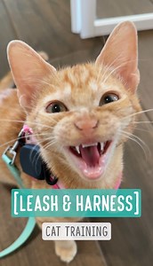 61K views · 5.1K reactions | Cat Training – Leash and Harness All of my fosters get used to wearing a harness and collar so they can travel safely before and after adoption. When introducing a harness or leash, I always pair it with something positive—like treats or toys—to help distract them. Once they're comfortable wearing the leash, I move the training outdoors. Which harness? https://www.facebook.com/share/p/12M9i8VxeWf/ | Bordernerd | Facebook