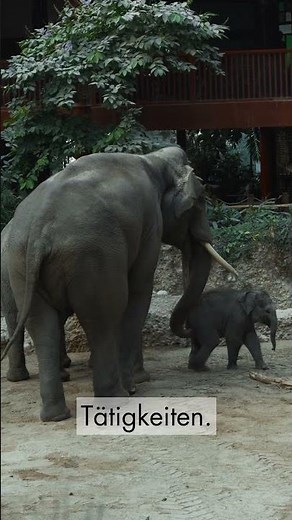 Zali trifft Thai