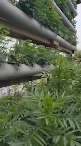 Empieza tu negocio con el hidrohuerto vertical | Hidropónika