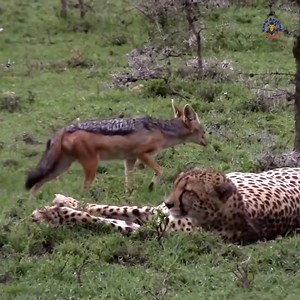 🖤🐺 Black-Backed Jackal: Africa’s Fearless Night Hunter Caught on Camera! Meet the Black-Backed Jackal 🐺—one of Africa’s smartest and most fearless predators! With its striking black saddle 🖤 and sharp survival skills, this wild hunter rules the night 🌙. #BlackBackedJackal #WildlifeVideo #NatureLovers #ViralWildlife #viralpage #knowanytime | Know Anytime