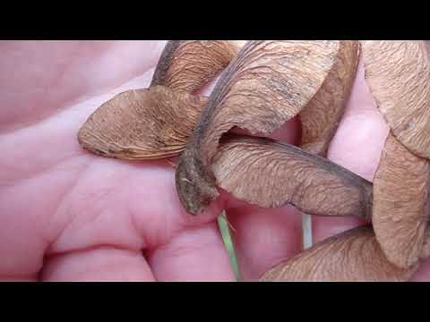 Elvaston Castle Wood - Sycamore Helicopters - Seed Dispersal