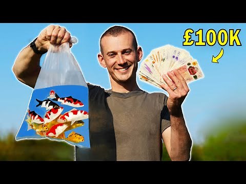 Pond to Profit: Inside the Breeding of High-Value Japanese Koi