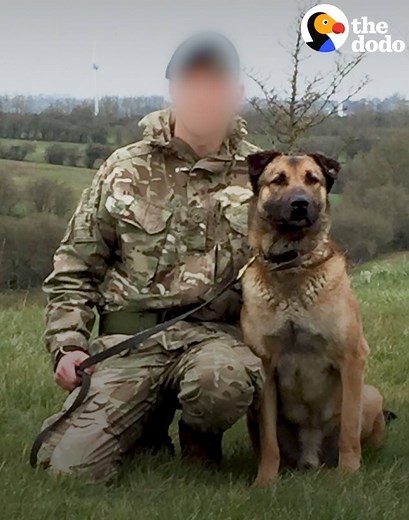 7.2M views · 206K reactions | When this military dog retired after 11 years, he was going to be put down for being "too dangerous." But one person fought to keep him alive — and prove that he's just the sweetest, goofiest boy  | The Dodo | Facebook