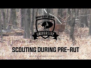 Scouting While Hunting Pre Rut | Whitetail Hunting Tips