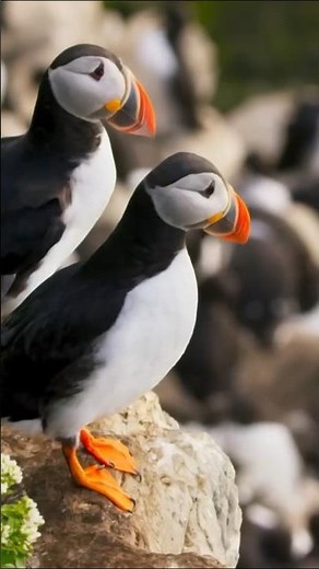 Puffin Hunts Fish to Feed Puffing