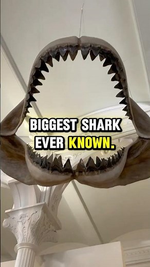 The biggest shark ever known: megalodon #paleontology #sharks #museum