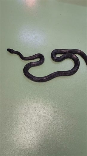 Snake Rescue: How to Safely Remove Snakes from Your House